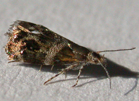 Everlasting Tebenna